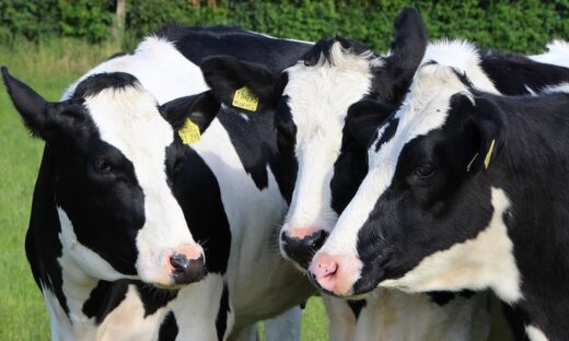 近赤外分析による乳牛用飼料の栄養成分分析の新たな展開