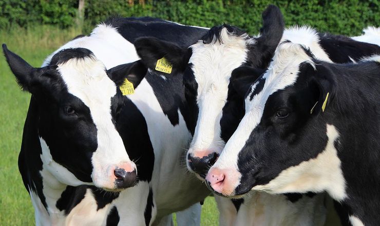 近赤外分析による乳牛用飼料の栄養成分分析の新たな展開