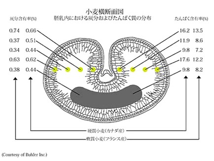 小麦横断面図